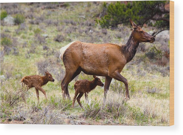 Elk Wood Print featuring the photograph Twin Elk Calves by Shane Bechler