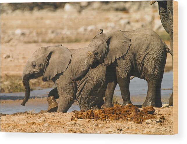 A Baby Elephants Play Wood Print featuring the photograph Two up by Alistair Lyne