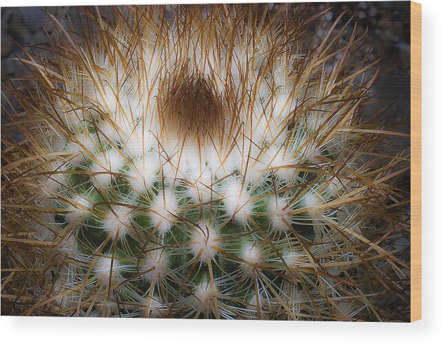 Cactus Wood Print featuring the photograph Untitled 3 by Lee Santa