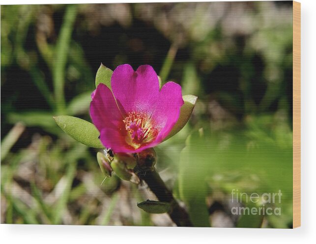 Macro Photogrphy Wood Print featuring the photograph Up-Close in Fuscia by Don Youngclaus
