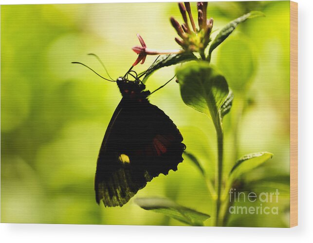 Butterfly Wood Print featuring the photograph Upside Down by Leslie Leda