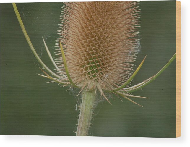 Flower Wood Print featuring the photograph Wales by Tam Ryan