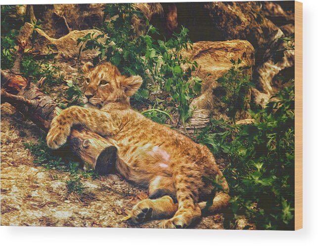 Zoo Wood Print featuring the photograph Warm Kitty Soft Kitty by Bill and Linda Tiepelman