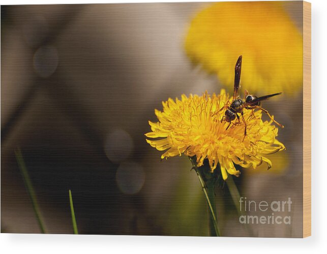 Flower Bee Wood Print featuring the photograph Wasp and Flower by Venura Herath