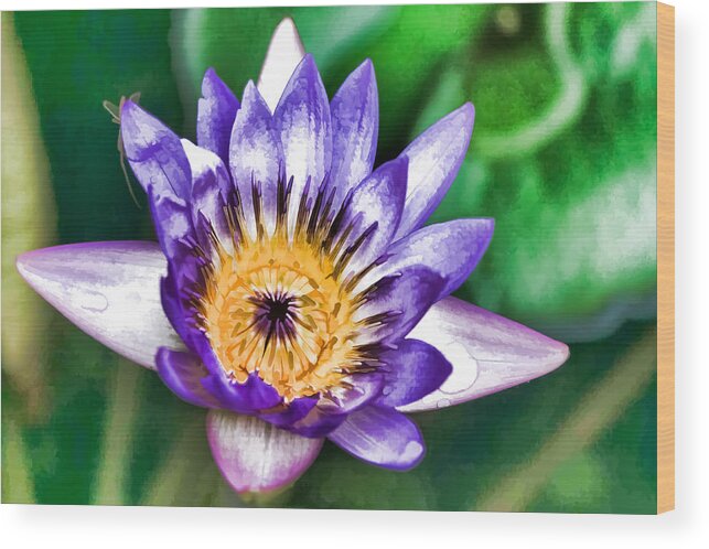 Colorful Wood Print featuring the photograph Water color lily by Ray Shiu