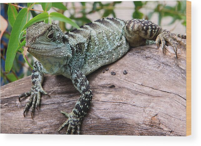 Lizard Wood Print featuring the photograph Water Dragon by Paul Svensen