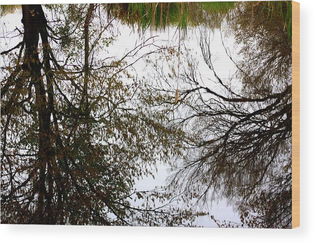 Tree Reflections Wood Print featuring the photograph Water Reflects the Beauty by Kim Galluzzo