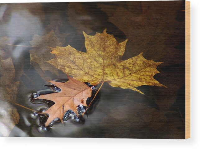 Usa Wood Print featuring the photograph Water Tension by LeeAnn McLaneGoetz McLaneGoetzStudioLLCcom