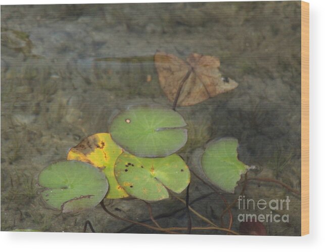 Lake Wood Print featuring the photograph Waterlilies by Margaret Hamilton