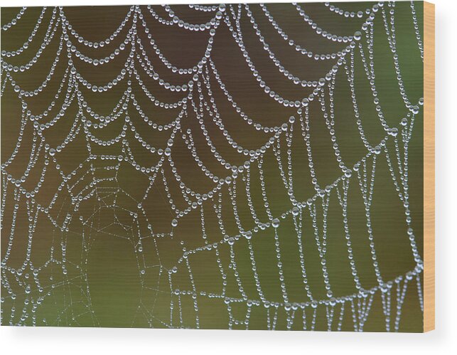  Wood Print featuring the photograph Web With Dew by Daniel Reed