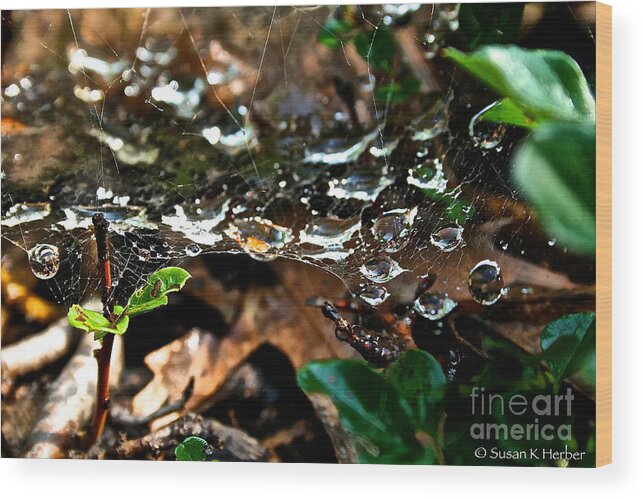 Spider Web Wood Print featuring the photograph Web Wonders by Susan Herber