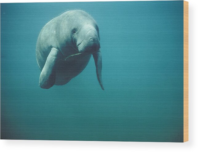 Mp Wood Print featuring the photograph West Indian Manatee Trichechus Manatus by Tui De Roy
