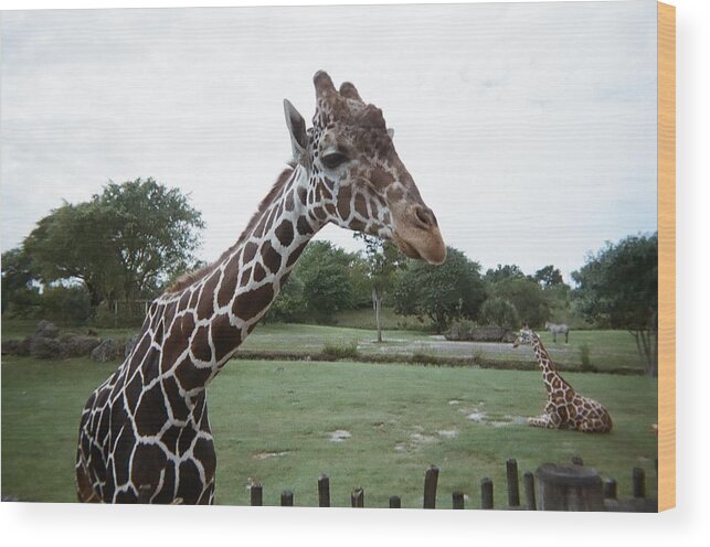 Giraffe Wood Print featuring the photograph Whats Up by Val Oconnor