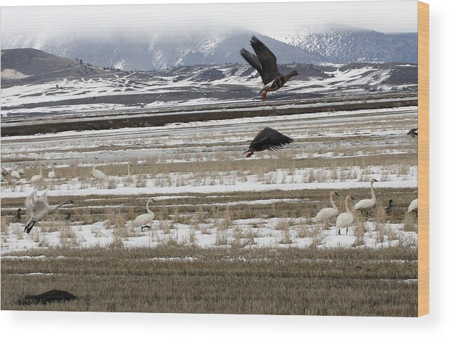 Lower Klamath Wood Print featuring the photograph White Fronted Goose - 0015 by S and S Photo