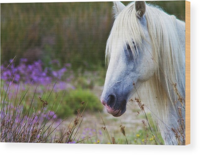 Animal Wood Print featuring the photograph White horse by Roberto Pagani