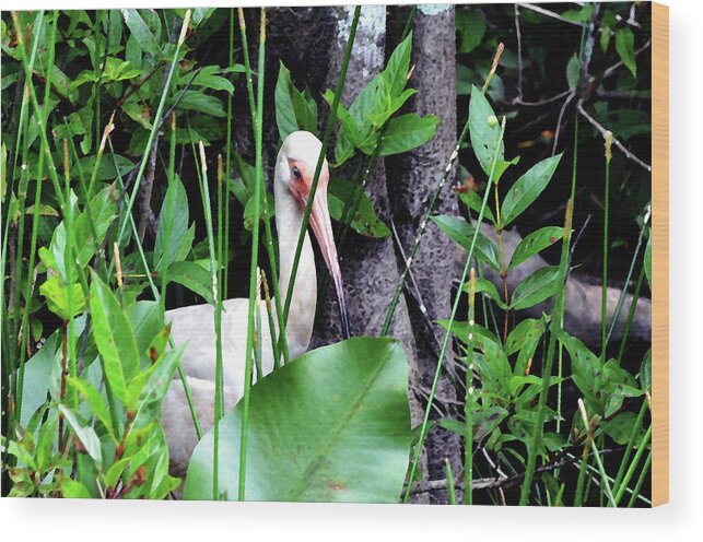 American White Ibis Wood Print featuring the photograph White ibis at the Everglades by Pravine Chester