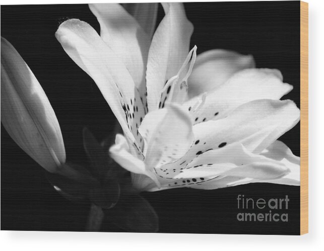 Black And White Wood Print featuring the photograph White Lily by Lauren Nicholson