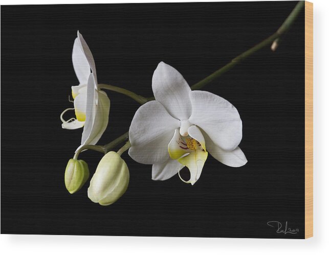 Orchid Wood Print featuring the photograph White orchid by Raffaella Lunelli