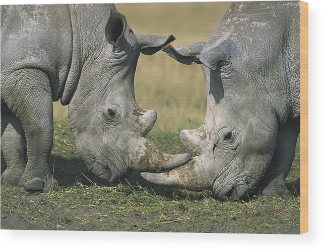 Flpa Wood Print featuring the photograph White Rhinoceros Ceratotherium Simum by Martin Withers