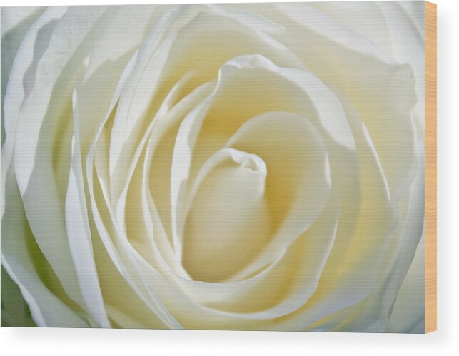 White Rose Wood Print featuring the photograph White Rose by Ann Murphy