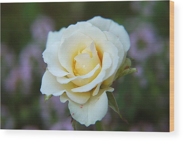 White Rose Found In Mom's Garden Wood Print featuring the photograph White Rose by Gregory Blank