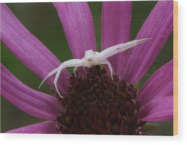 Whitebanded Crab Spider Wood Print featuring the photograph Whitebanded Crab Spider On Tennessee Coneflower by Daniel Reed