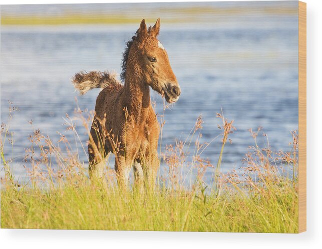 Wild Wood Print featuring the photograph Wild Foal by Bob Decker