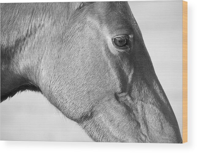 Wild Wood Print featuring the photograph Wild Horse Intimate by Bob Decker