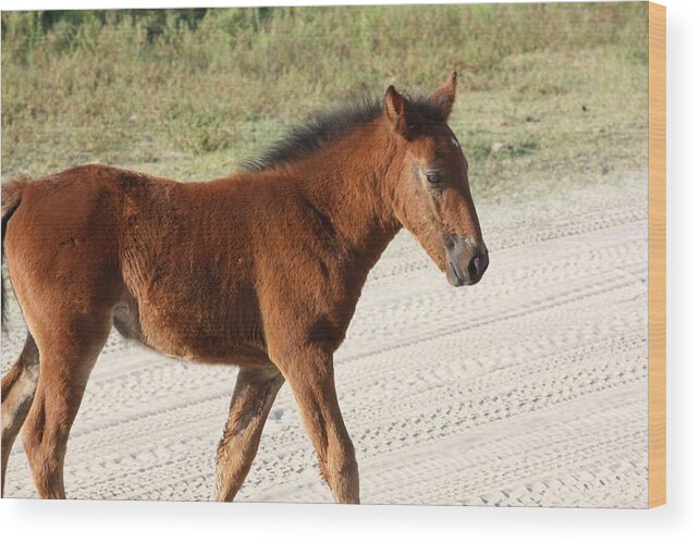 Wild Spanish Mustang Wood Print featuring the photograph Wild Spanish Mustang Filly by Kim Galluzzo