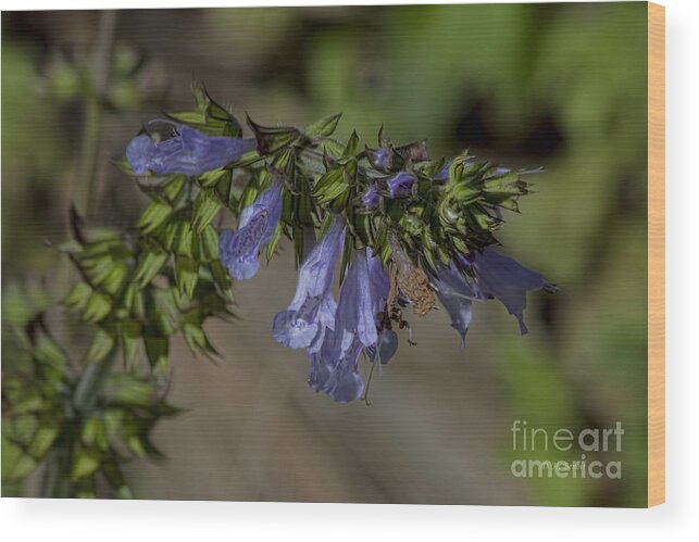 Wildflower Wood Print featuring the photograph Wildflower Beauty by Deborah Benoit