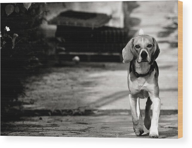 Dog Wood Print featuring the photograph With no fear by Laura Melis