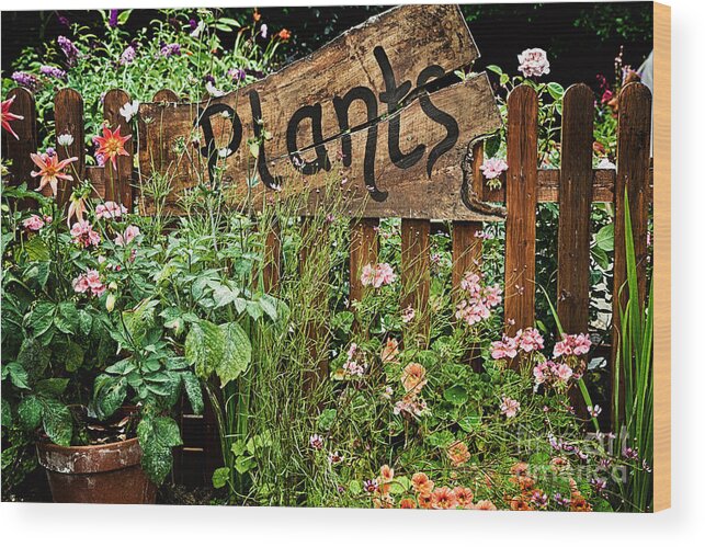 Plants Wood Print featuring the photograph Wooden plant sign in flowers by Simon Bratt