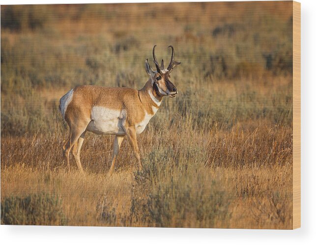 2012 Wood Print featuring the photograph Wyoming Pronghorn by Ronald Lutz