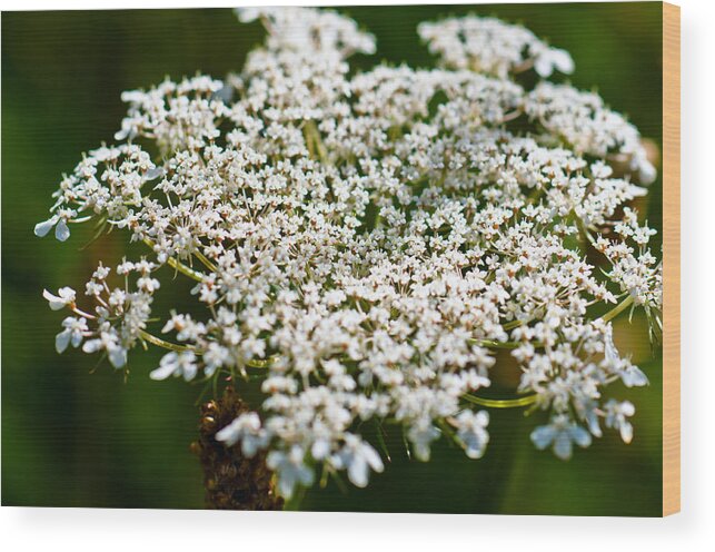 Abstract Wood Print featuring the photograph Yarrow plant flower head by U Schade