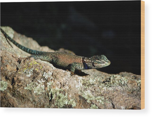 Lizard Wood Print featuring the photograph Yarrow's by Vicki Pelham