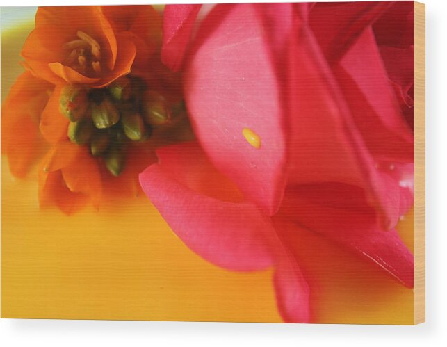 Rose Wood Print featuring the photograph Yellow Drop by Bobby Villapando