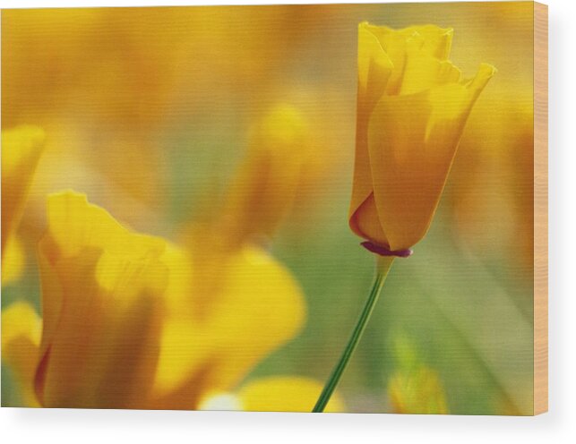 Outdoors Wood Print featuring the photograph Yellow Poppy by Natural Selection Craig Tuttle