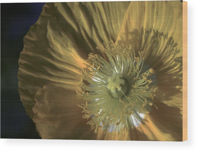 Poppy Wood Print featuring the photograph Yellow Poppy Shine by John and Julie Black