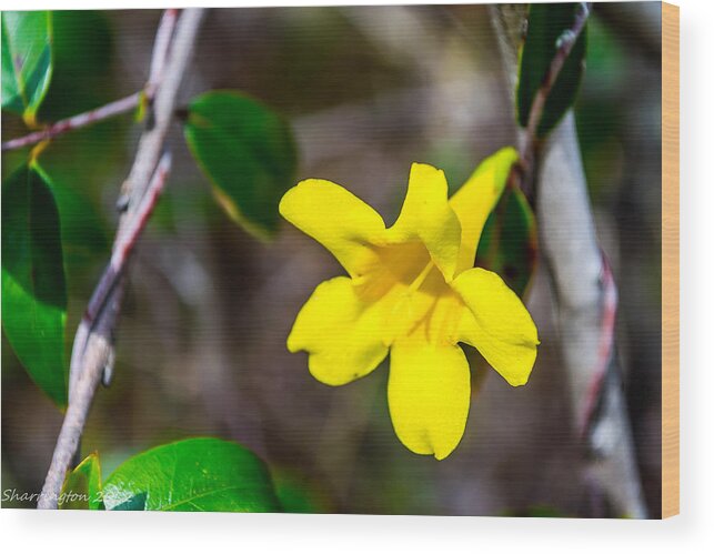 Flowers Wood Print featuring the photograph Yellow by Shannon Harrington