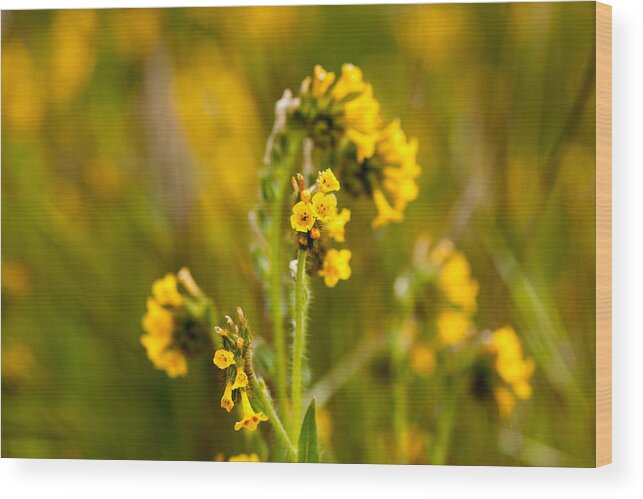 Yellow Wood Print featuring the photograph Yellow Wildflower by Dina Calvarese