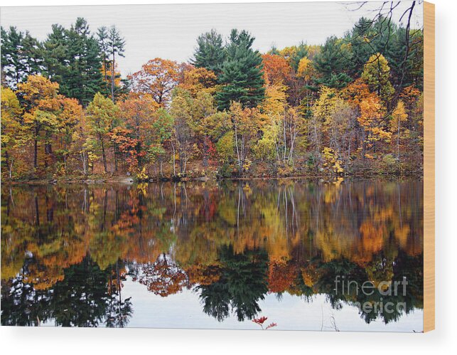 Fall Foliage Wood Print featuring the photograph Yellows Dream by Brenda Giasson