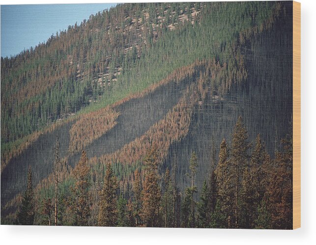 Mp Wood Print featuring the photograph Yellowstone Fire, Path Of Forest Fire by Michael Quinton