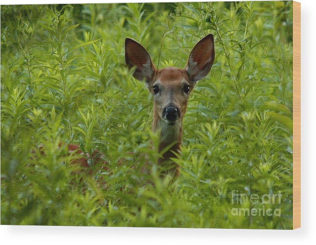 Young Fawn Playing Peek A Boo Wood Print featuring the photograph Young Fawn Playing Peek a Boo by Inspired Nature Photography Fine Art Photography