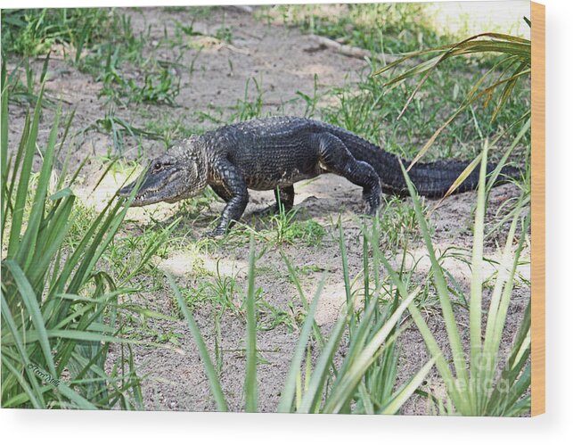 Alligator Wood Print featuring the photograph Young Gator on the Move by Terri Mills