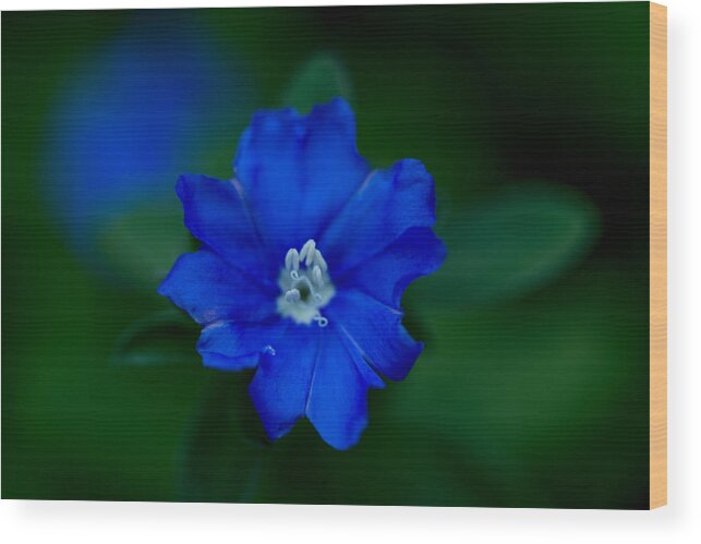 Flower Wood Print featuring the photograph Evolvulus glomeratus Hawaiian Blue Eyes by Keith Hawley