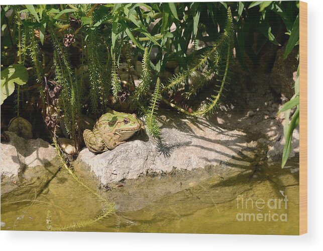 Frog Wood Print featuring the photograph Green Frog Sitting At The Pond by Karin Stein