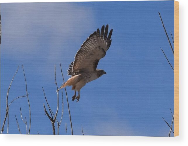 Hawk Wood Print featuring the photograph Red Tail Hawk Female Tower Rd Denver #1 by Margarethe Binkley