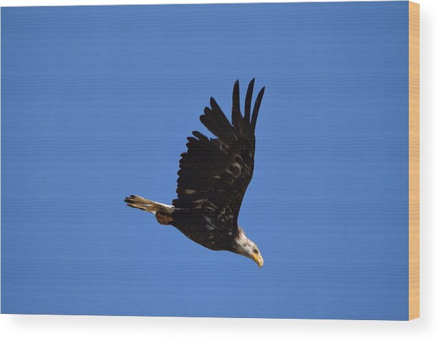 Bald Eagle Juvenile Wood Print featuring the photograph Bald Eagle Juvenile Burgess Res CO by Margarethe Binkley