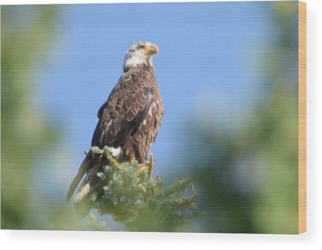 Bald Eagle Wood Print featuring the photograph Bald Eagle Juvenile Burgess Res CO by Margarethe Binkley
