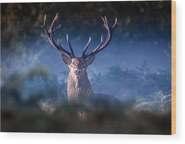  Red Wood Print featuring the photograph Red Deer Stag #1 by Ian Hufton